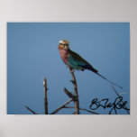 Lilac-Breasted Roller posters