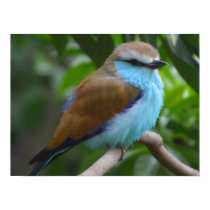 Lilac Breasted Roller Poster posters