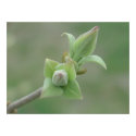 Lilac Bud posters by mayize Lilac Bud posters