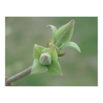 Lilac Bud posters