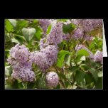 Lilac Bush Blank Card