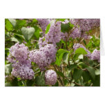 Lilac Bush Blank Card