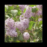 Lilac Bush Magnet