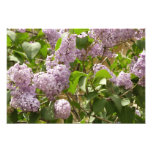 Lilac Bush Photo Print