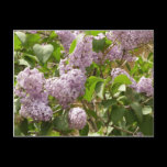 Lilac Bush Postcard