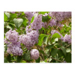 Lilac Bush Postcard