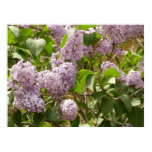 Lilac Bush Print