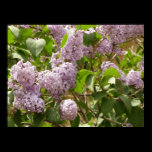 Lilac Bush Print