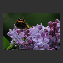 Lilac Butterfly (close) posters