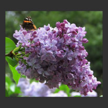 Lilac Butterfly posters