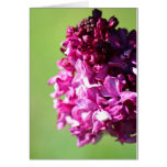 Lilac Greeting Cards
