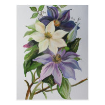 Lilac Clematis Post Cards