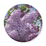 Lilac cluster magnets
