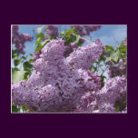 Lilac cluster
