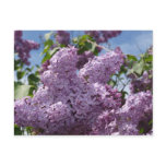 Lilac cluster