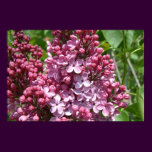 Lilac Festival