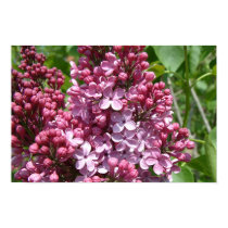 Lilac Festival posters by suebee Lilac Festival posters