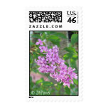 Lilac Flowers in Bloom postage