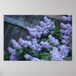 Lilac Flowers & Old Wood Poster