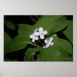 Lilac Flowers Poster