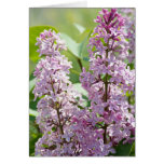 Lilac P5390 Card
