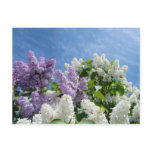 Lilac postcard