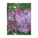 Lilac Postcard Lilac Postcard