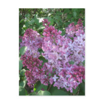 Lilac Postcard postcards