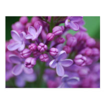 Lilac postcards