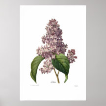 Lilac Poster