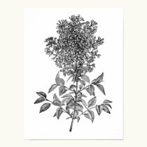 Lilac posters