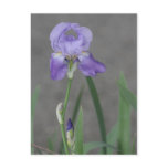 Lilac Purple Iris