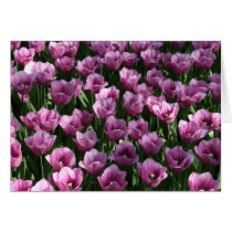 Lilac Tulips cards