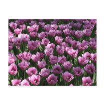 Lilac Tulips postcards