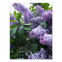 lilacs 01 photograph