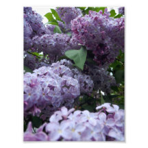 lilacs 02 photograph