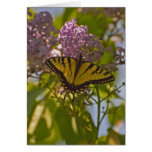Lilacs and Butterfly Cards