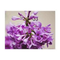 Lilacs and Raindrops Post Cards