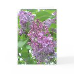 Lilacs