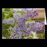 Lilacs Card cards