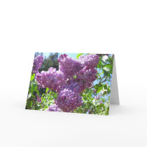 Lilacs Cards by wingedturtle Lilacs Cards