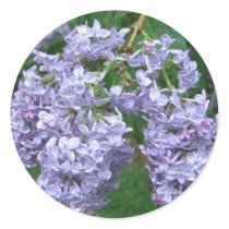 Lilacs for Mother's Day Sticker by _Carol_ Lilacs for Mother's Day Sticker