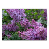 Lilacs in Farmingdale cards