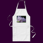 Lilacs in Full Bloom