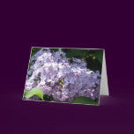 Lilacs in Full Bloom