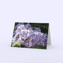 Lilacs in Full Bloom cards