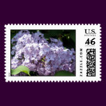 Lilacs in Full Bloom