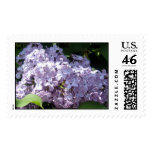 Lilacs in Full Bloom