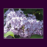 Lilacs in Full Bloom