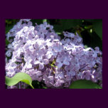 Lilacs in Full Bloom